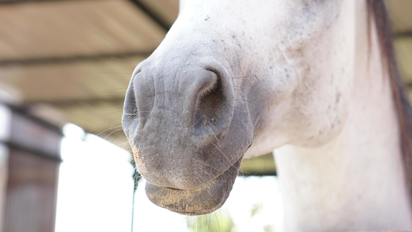 nariz del caballo en la granja foto