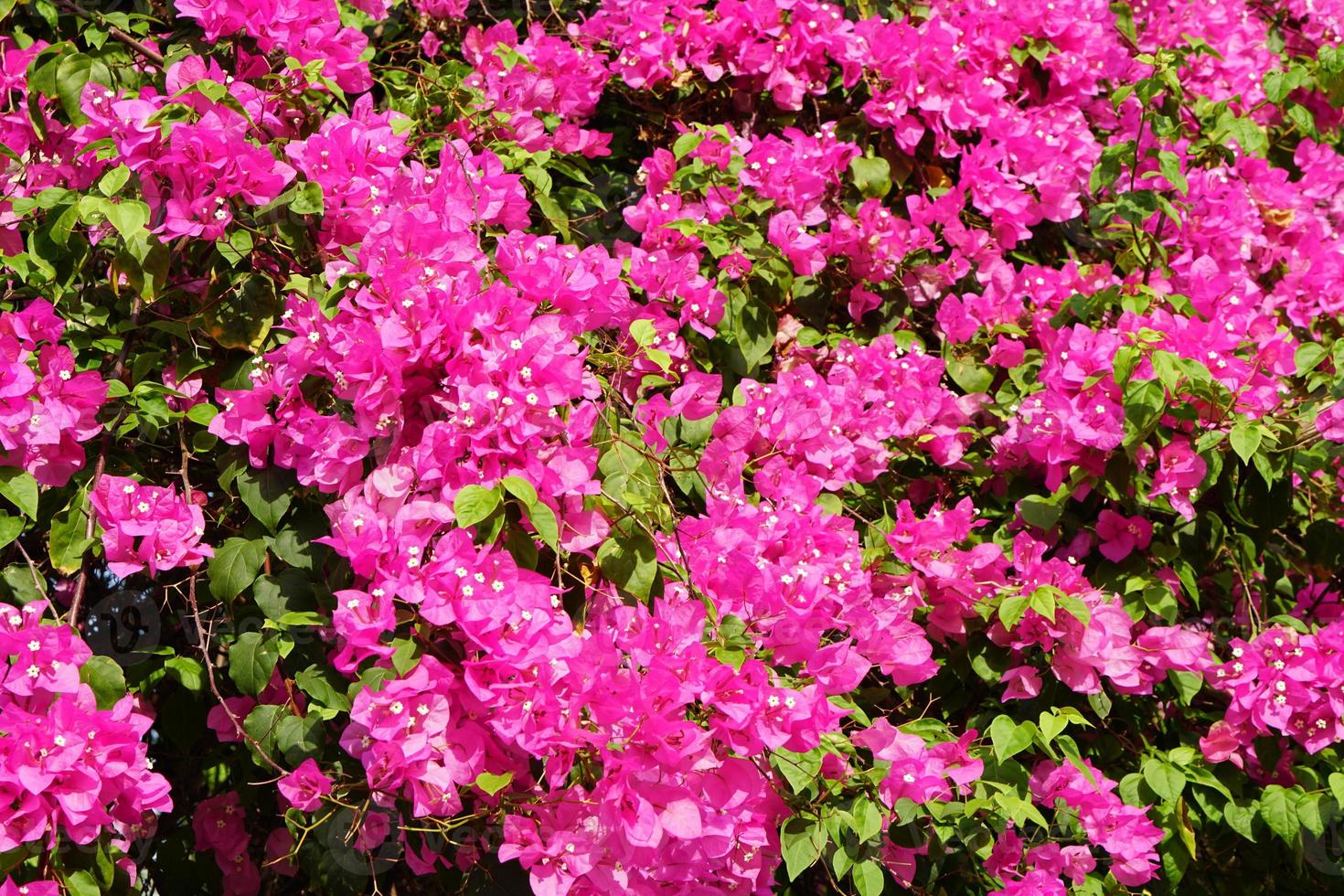 beautiful blooming pink bougainvillea background photo