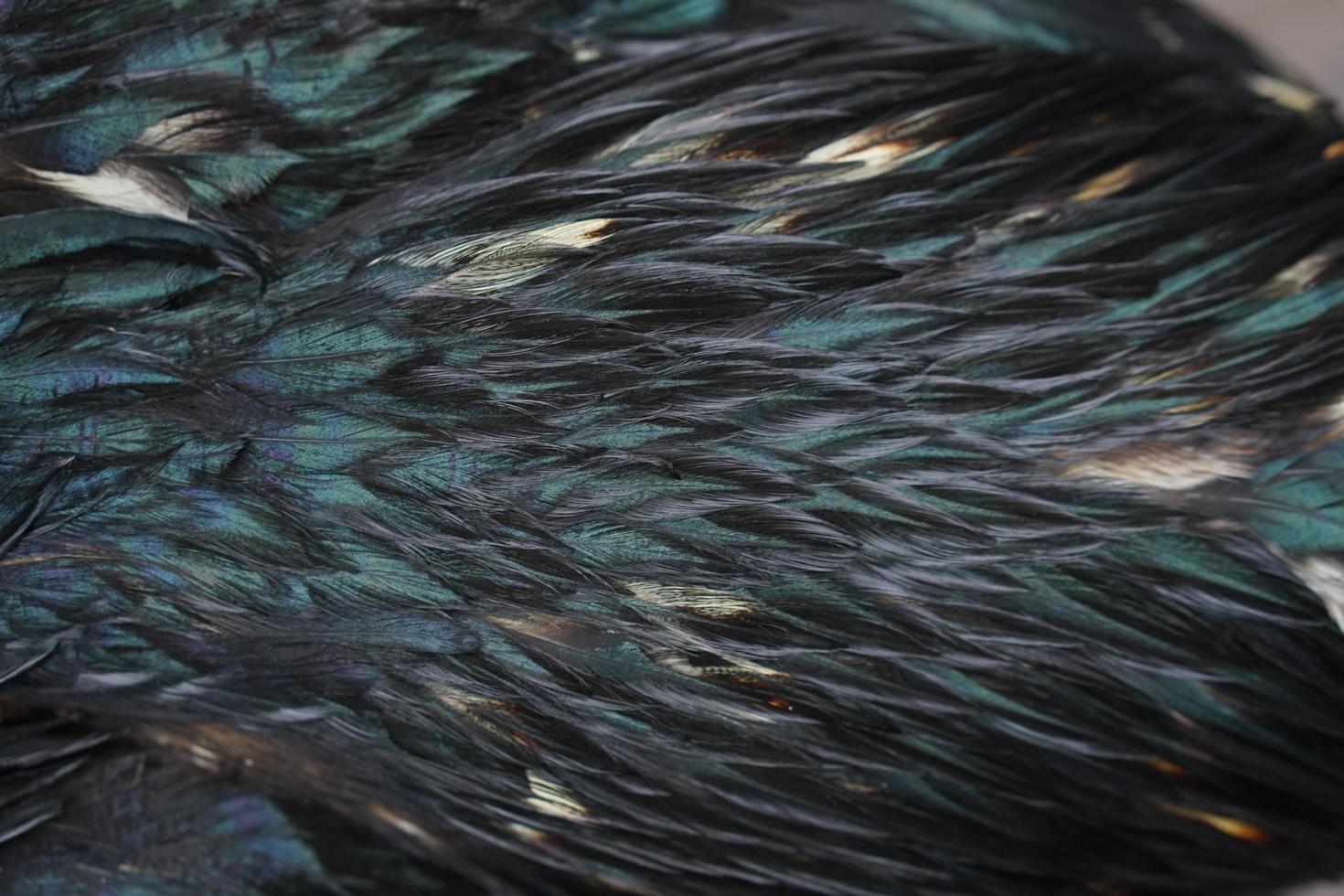 Background of chicken feathers photo
