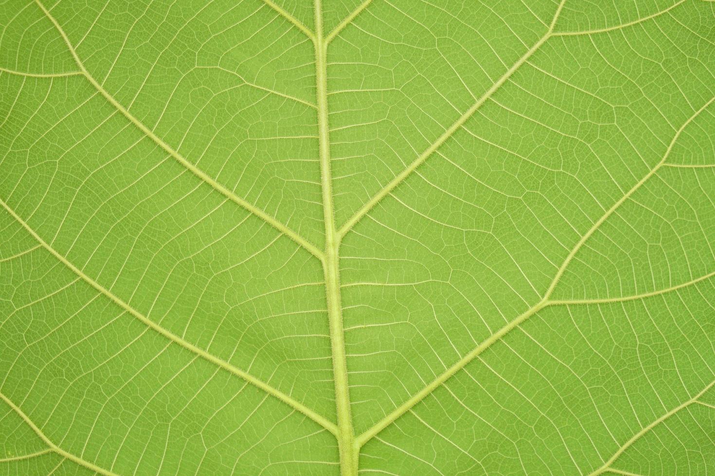 green leaf background with a beautiful leaf border pattern photo