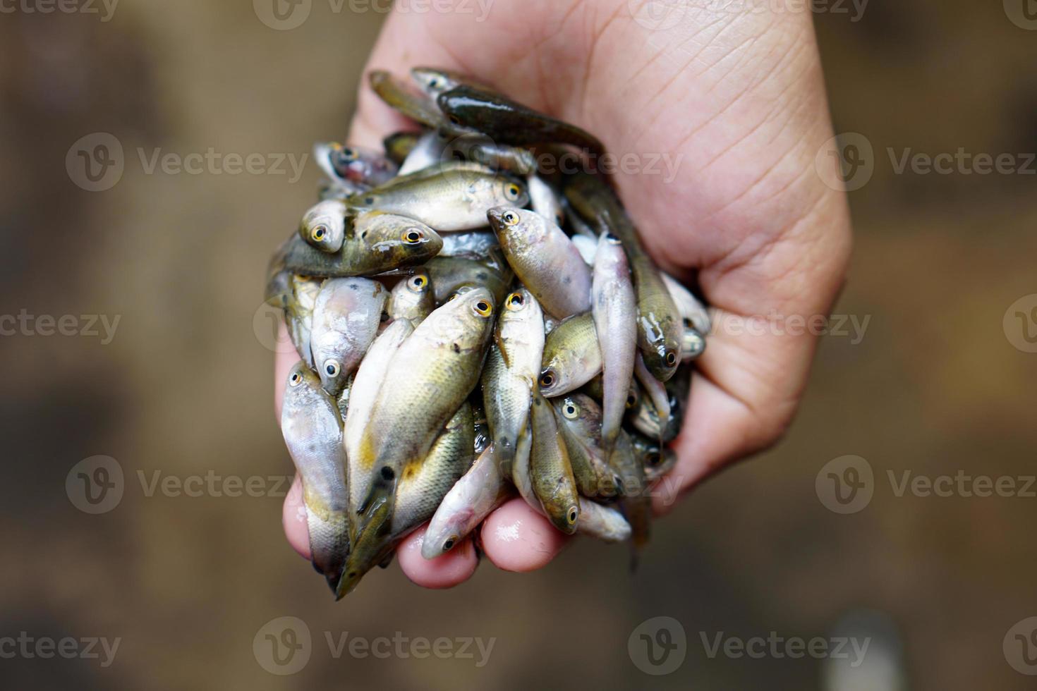 small fish in the field high in calcium photo
