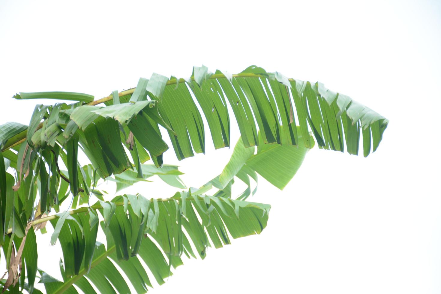 fresh green banana leaf photo