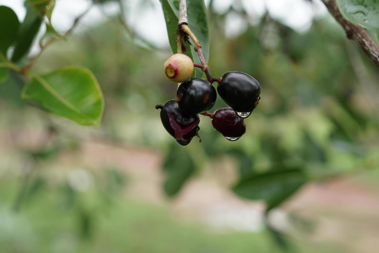 Java Plum Stock Photos, Images and Backgrounds for Free Download