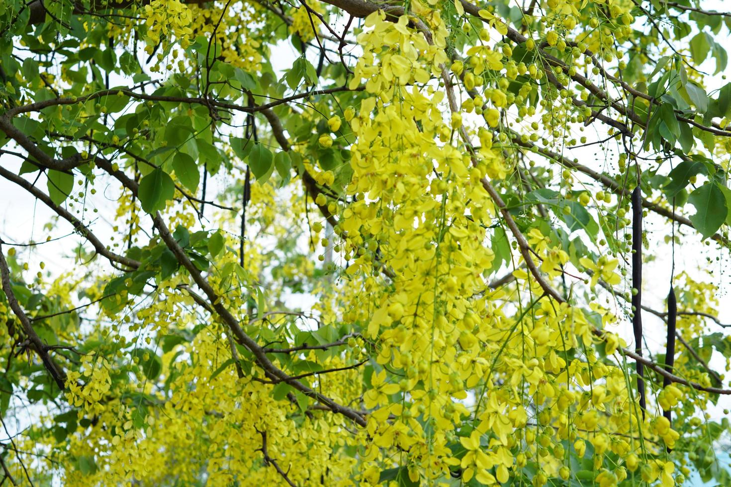 The yellow flowers bloom beautifully photo