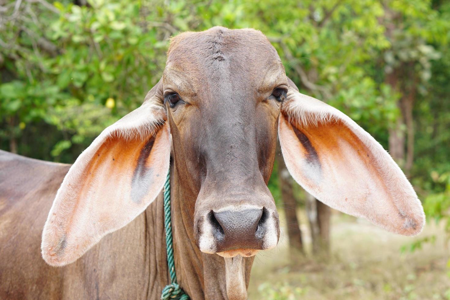 cow in the spanish cattle raising photo
