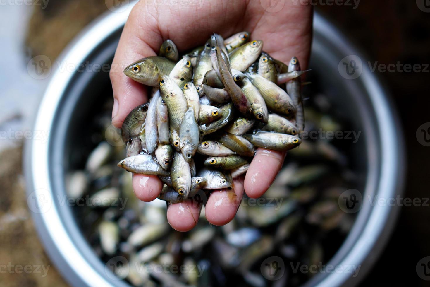 small fish in the field high in calcium photo