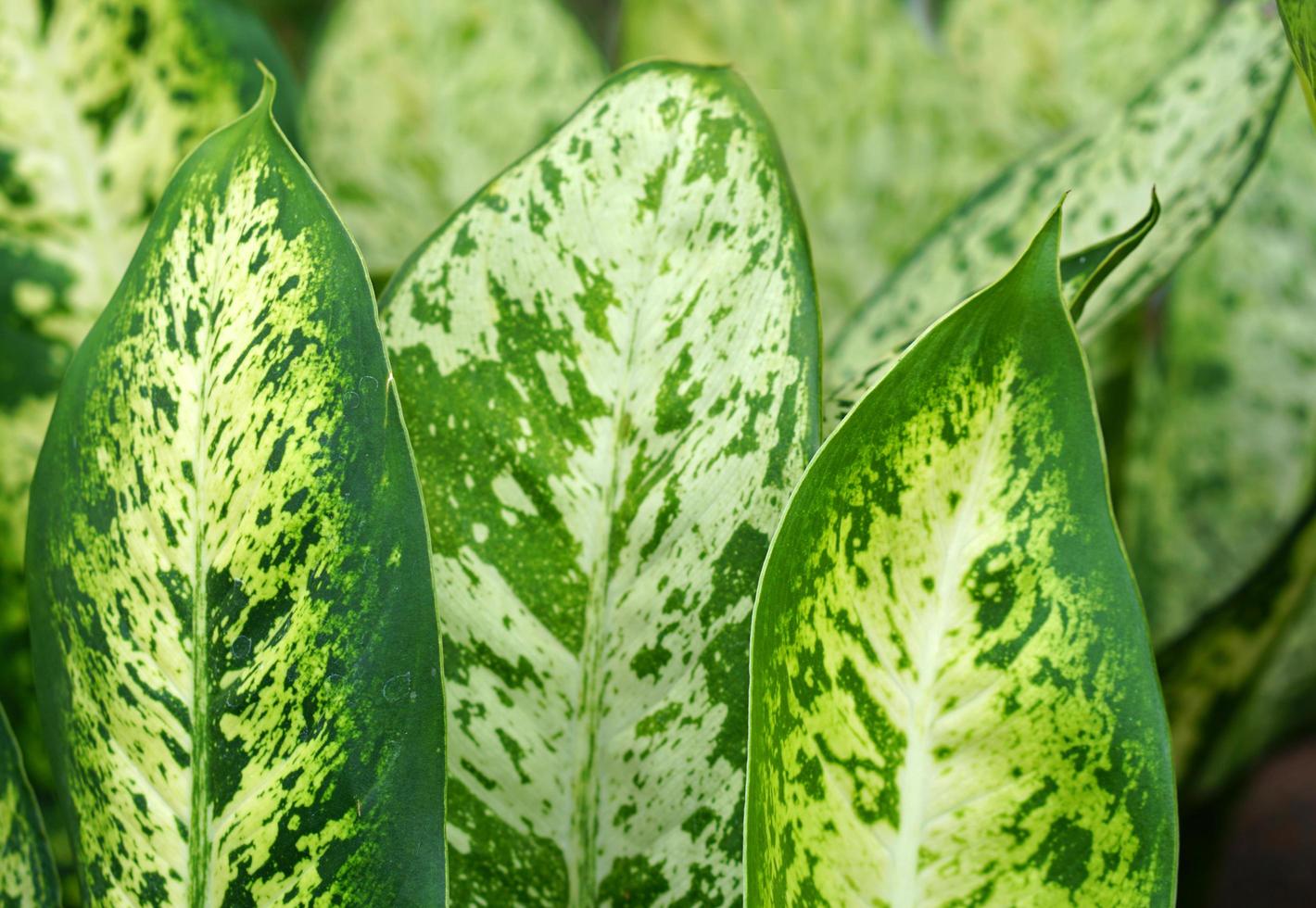 green leaf background with a beautiful leaf border pattern photo