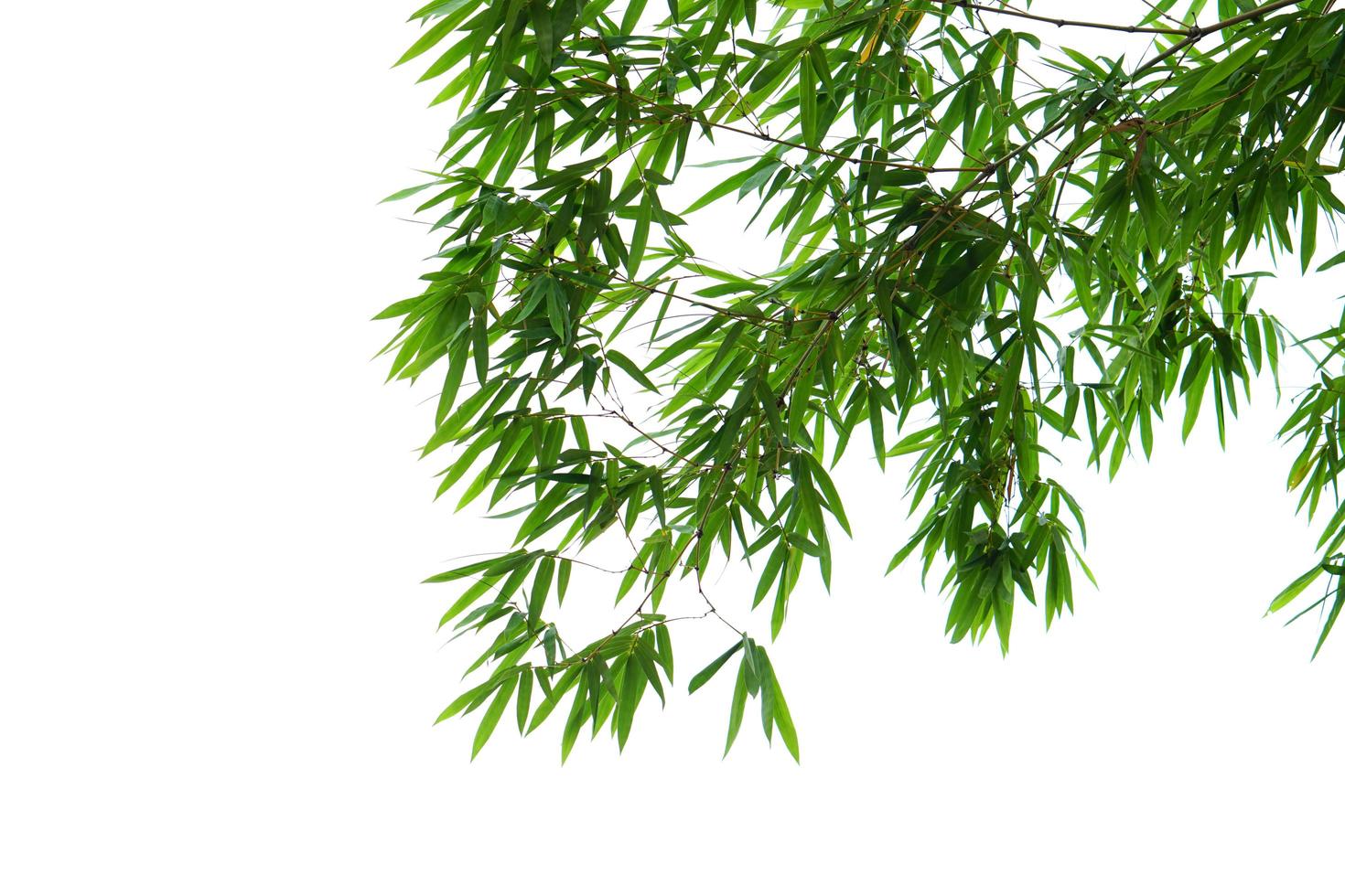 hojas de bambú sobre un fondo blanco foto