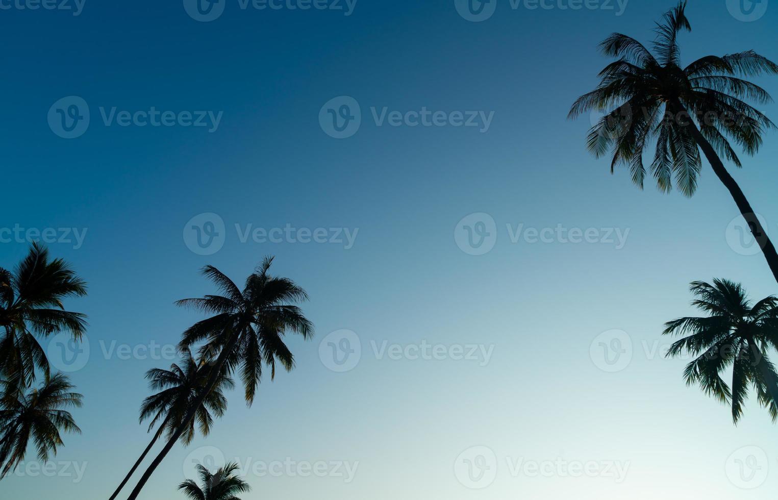 coconut palm tree with beautiful sky photo