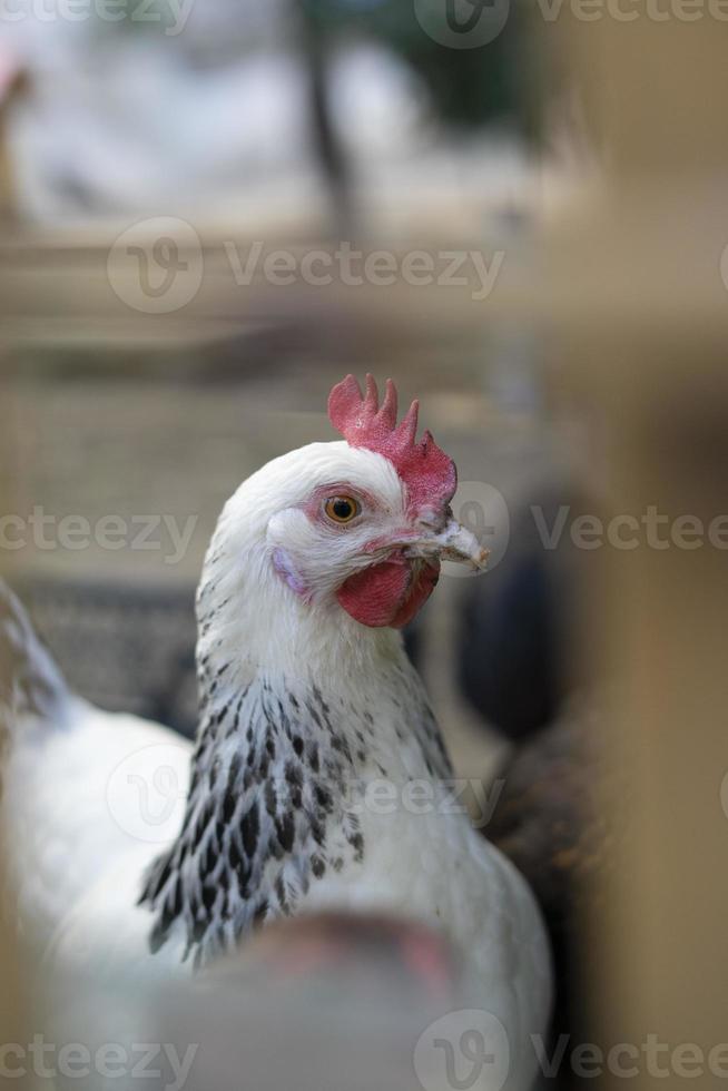 White farm chickens looking curiously at camera photo