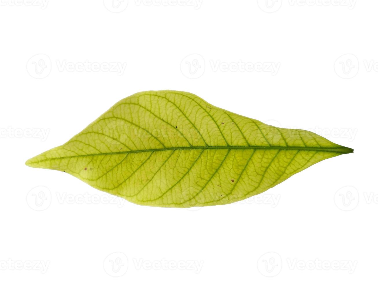 Kacapiring or Gardenia augusta or cape jasmine leaves isolated on white background photo