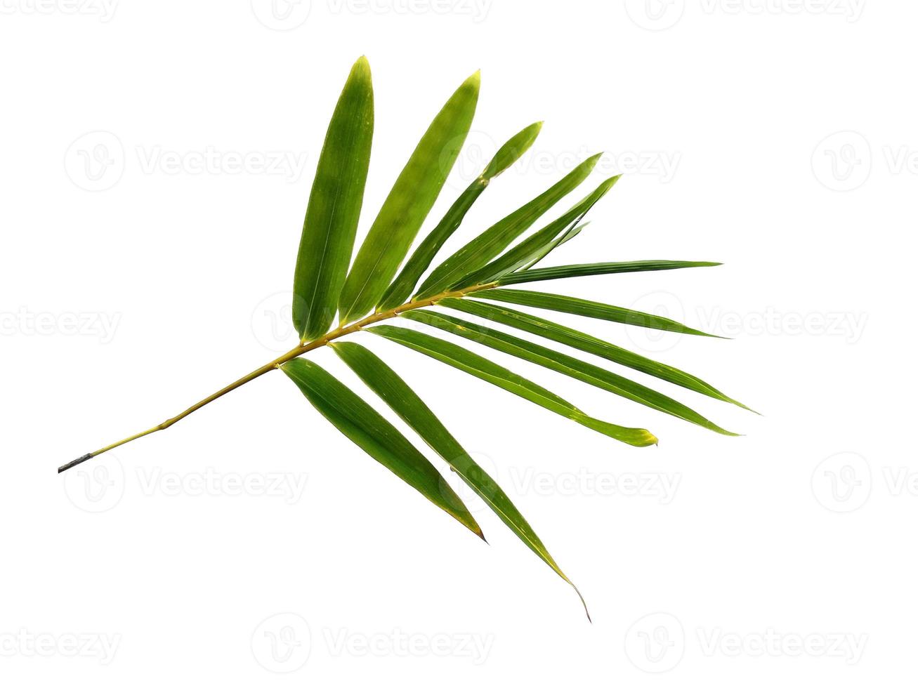 Bamboo leaves Isolated on a white background. Bamboo leaf on white background photo