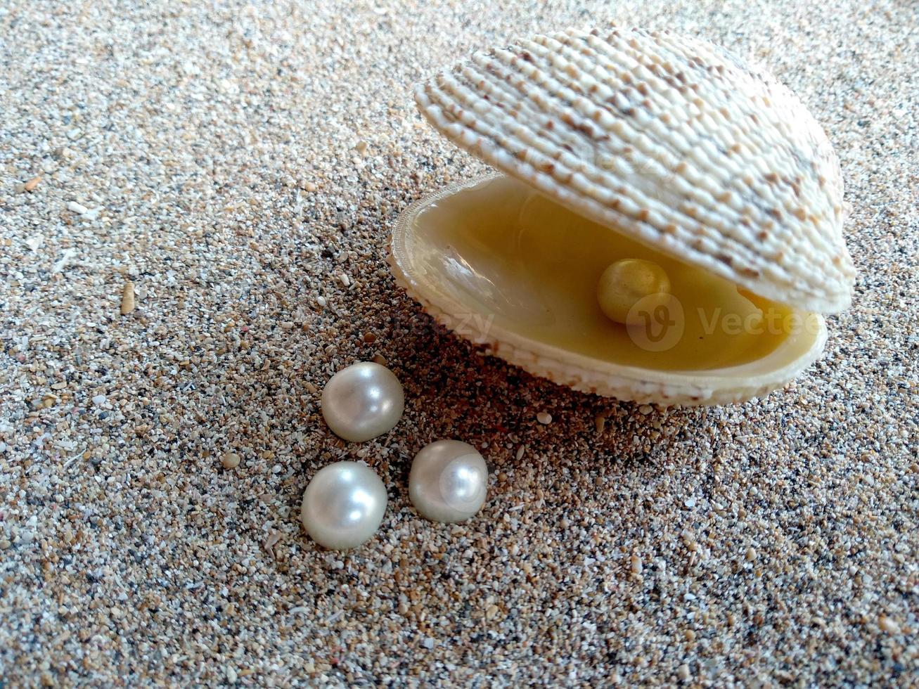 concha de mar con una perla en la arena foto