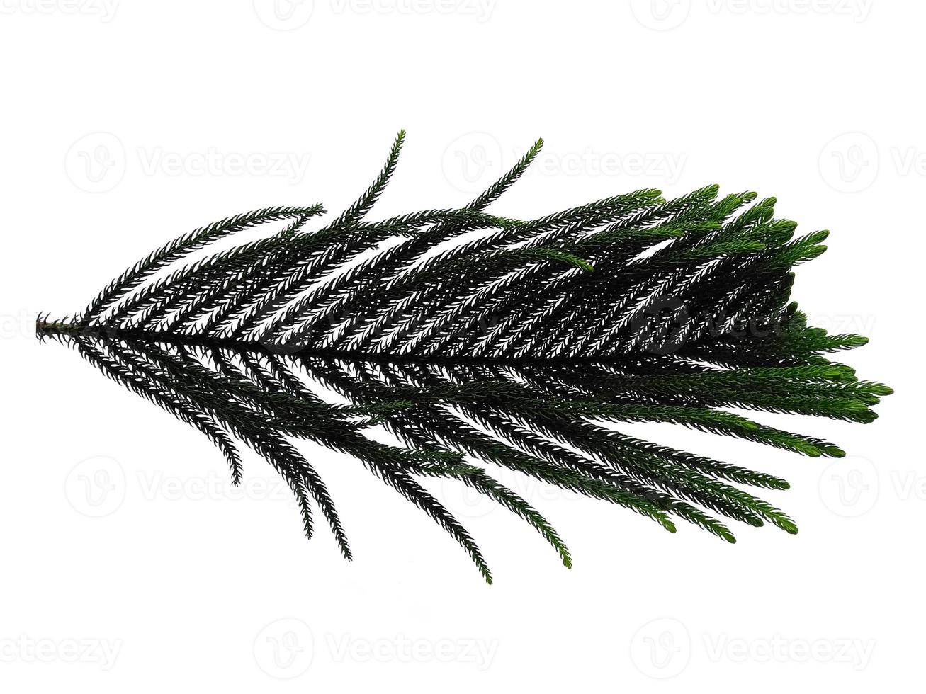 Hoop pine leaves or norfolk island pine leaf on white background photo