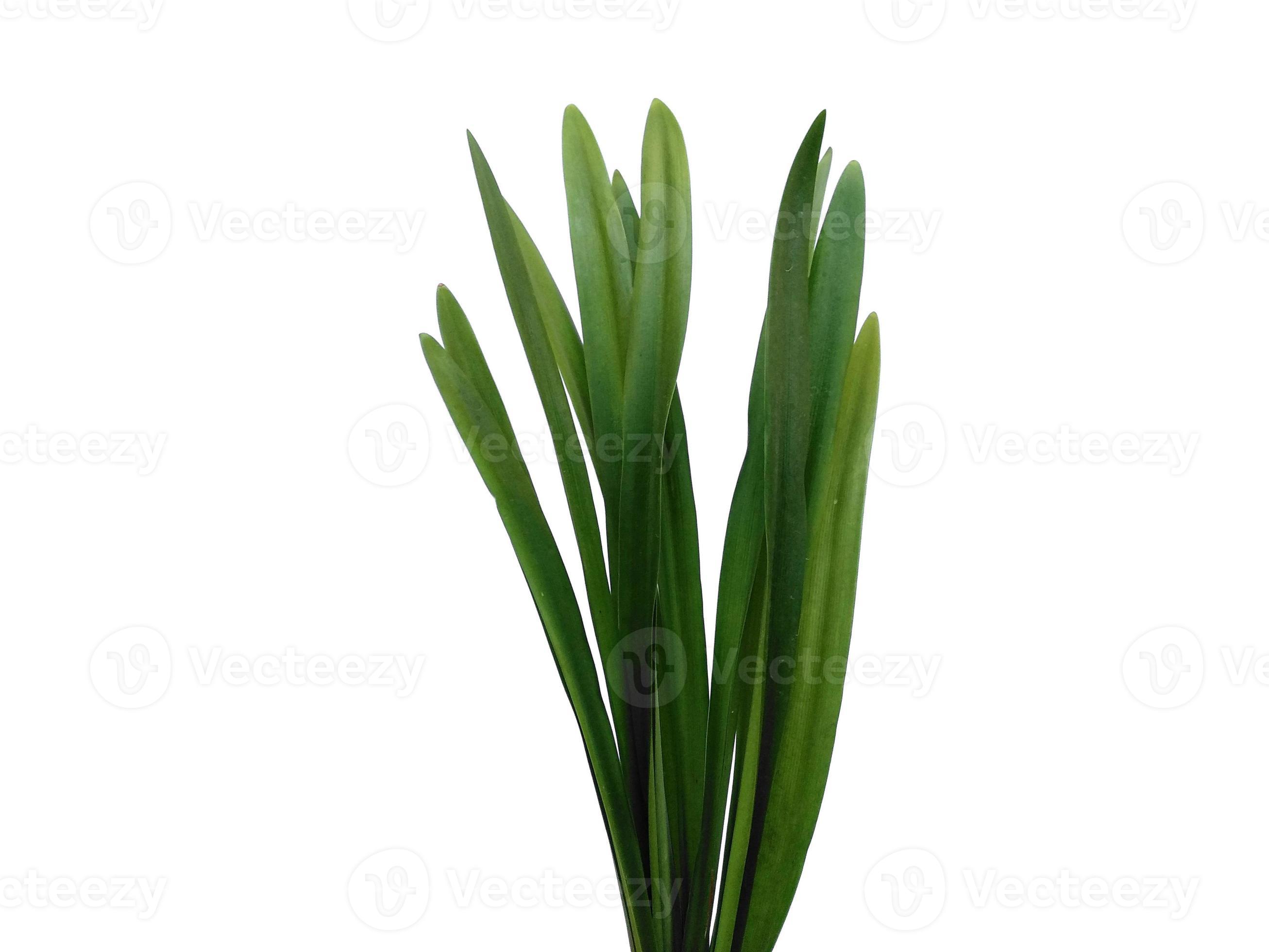 Lilium leaf or Lily leaves Isolated on white background. Green leaves