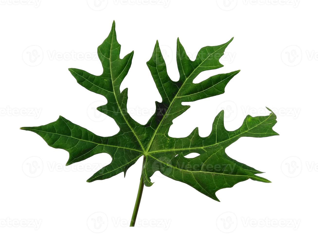 Cnidoscolus aconitifolius leaf Isolated on white background. Green leaves on white background photo