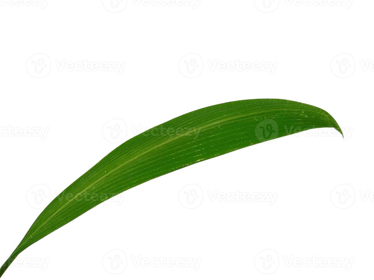 Tree on white background. Green leaves isolated on white background photo