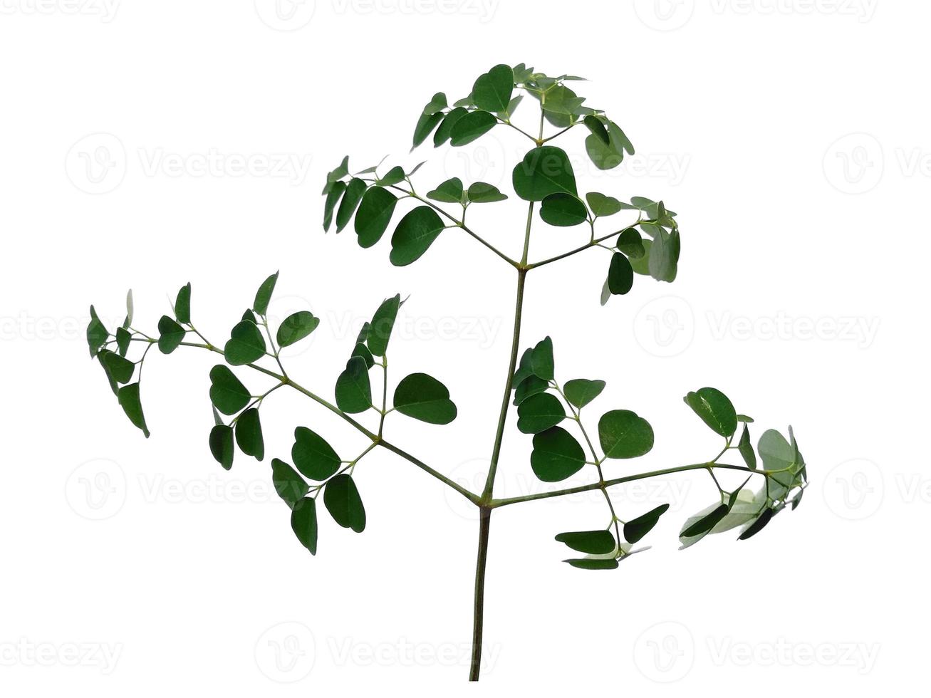 Moringa oleifera leaves or drumstick tree on white background photo