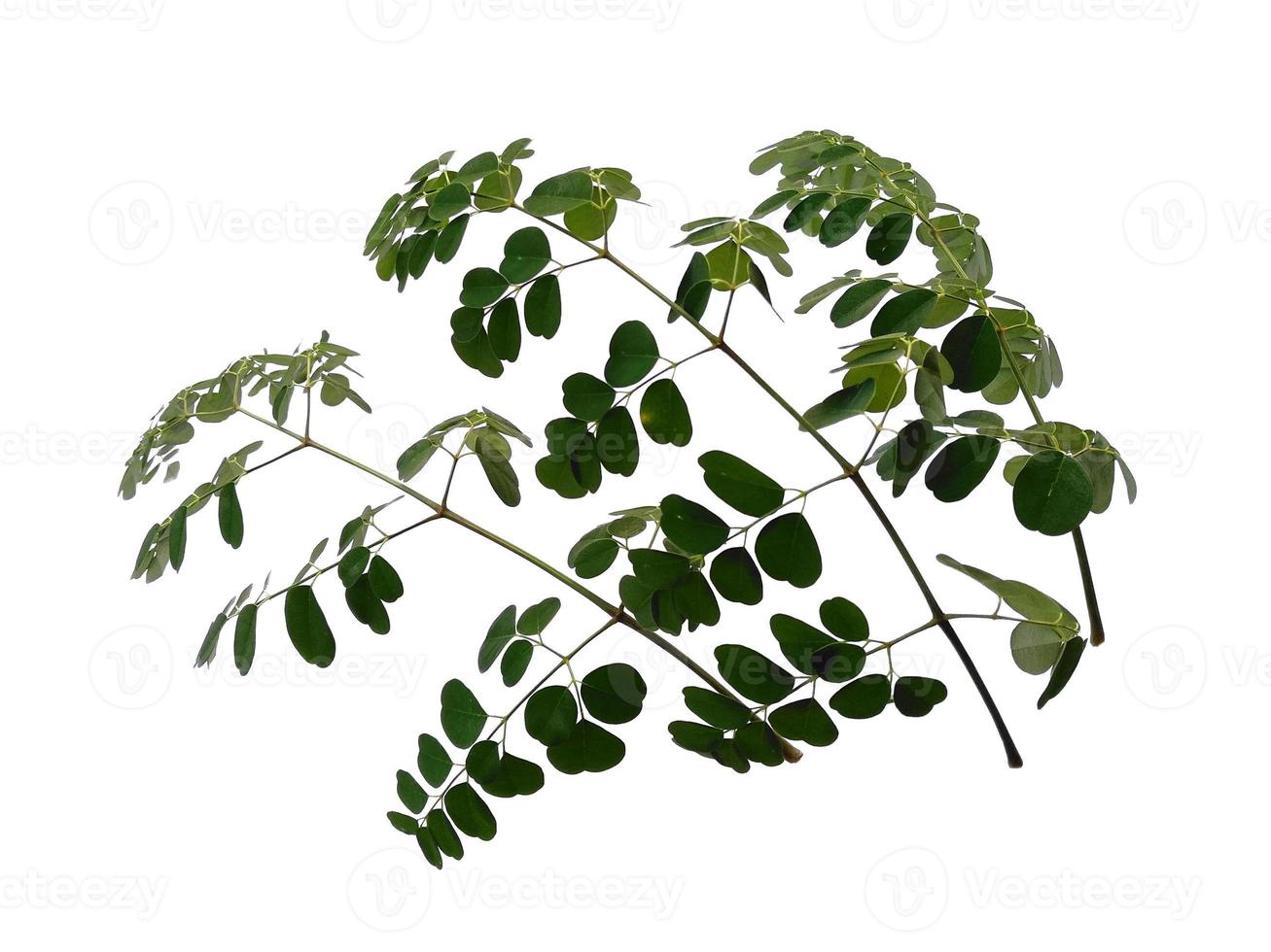 Moringa oleifera leaves or drumstick tree on white background photo