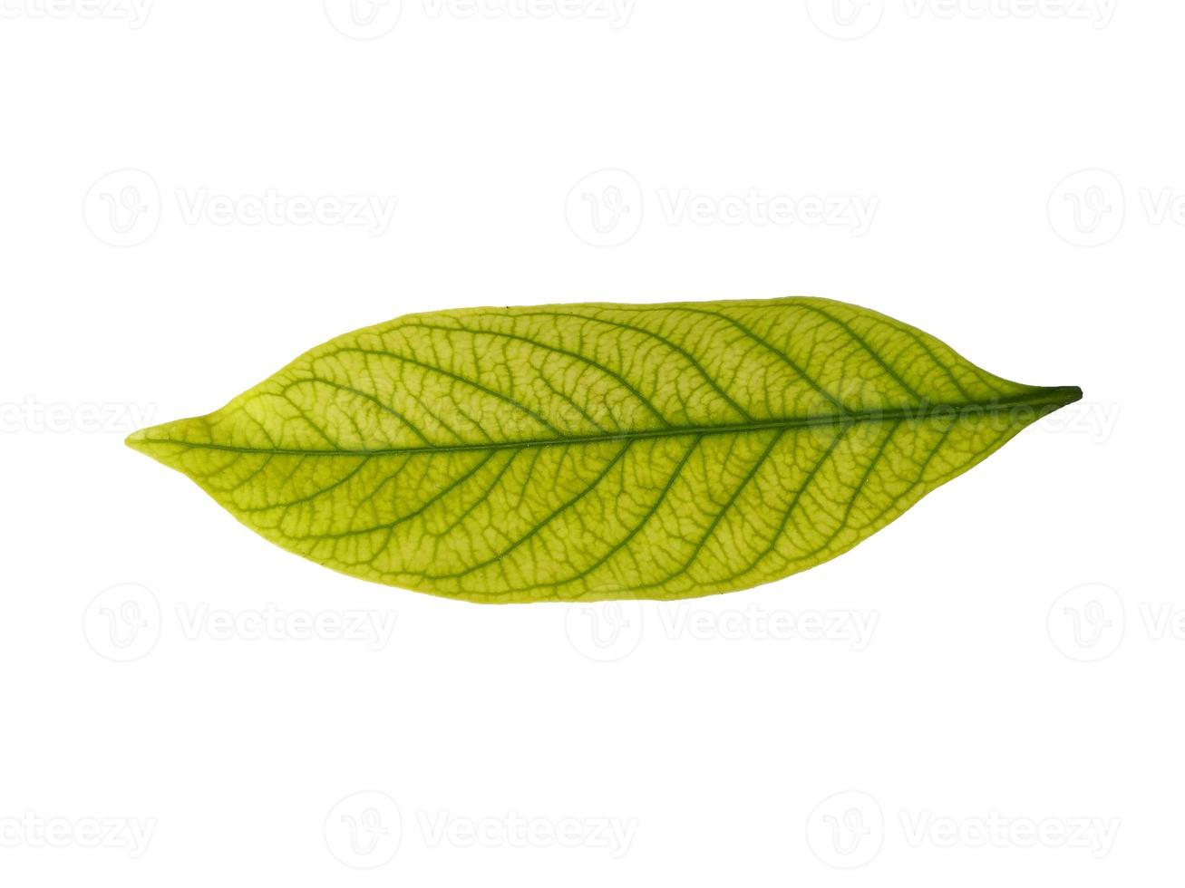 Kacapiring or Gardenia augusta or cape jasmine leaves isolated on white background photo