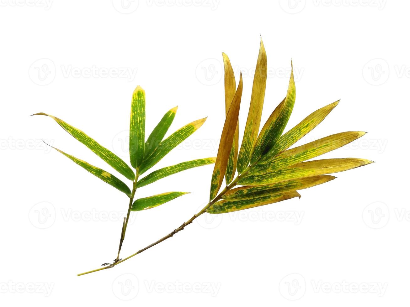 Bamboo leaves Isolated on a white background. Bamboo leaf on white background photo