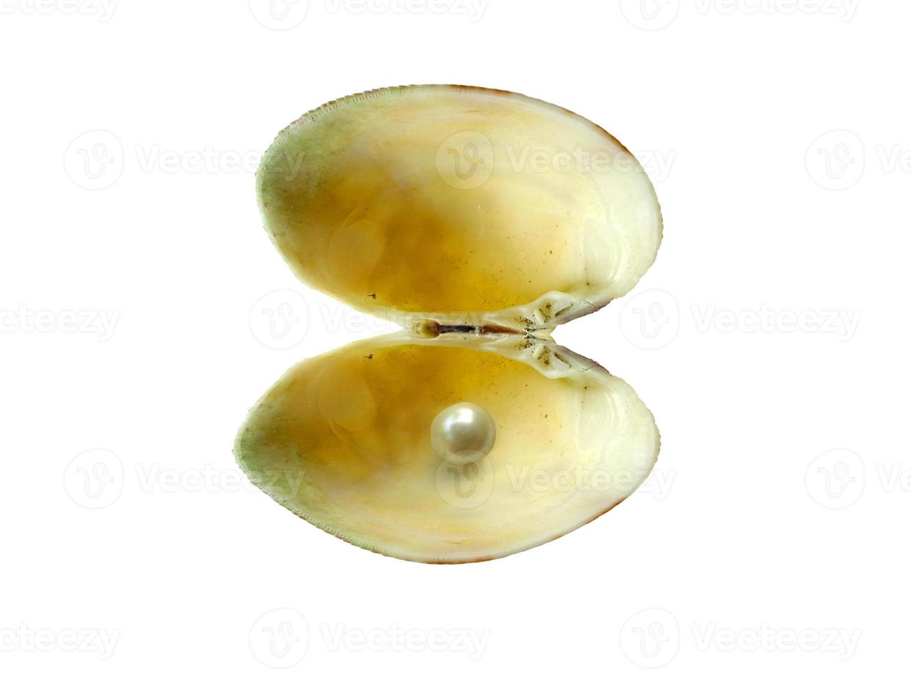 Sea shell with a pearl inside photo