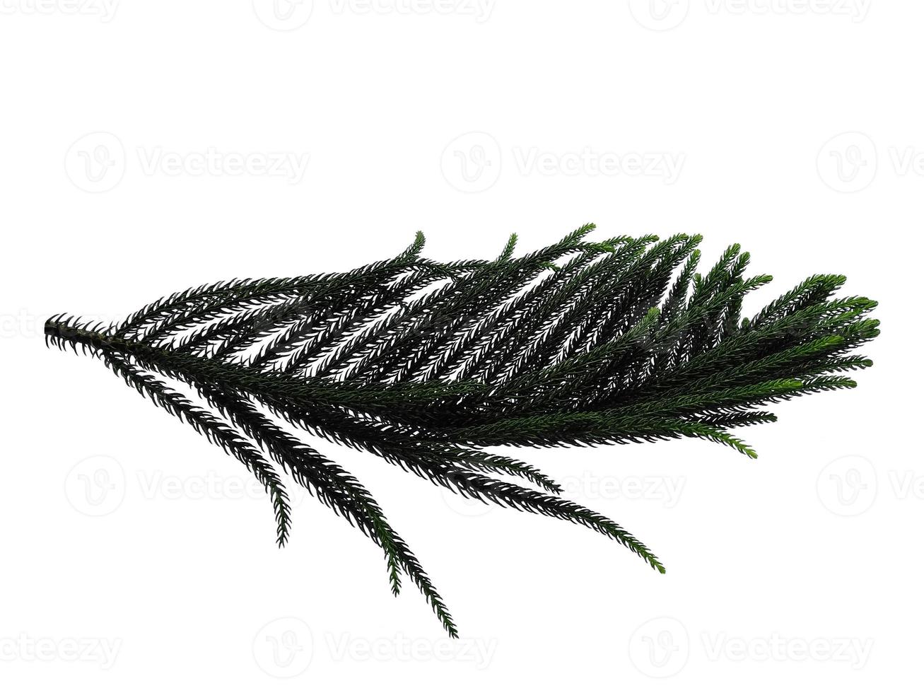 Hoop pine leaves or norfolk island pine leaf on white background photo