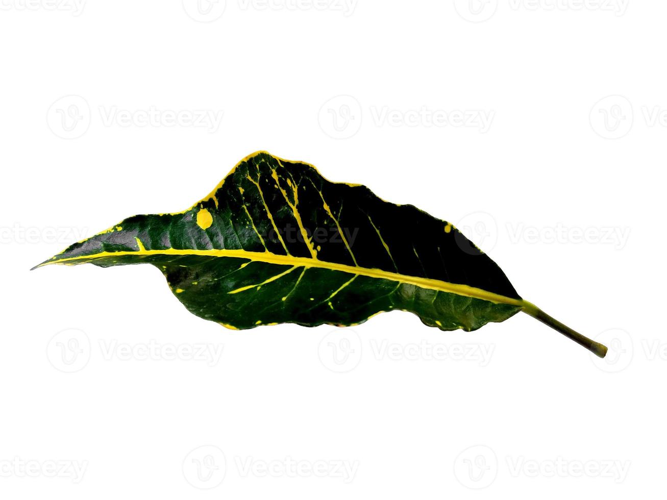 Codiaeum variegatum leaf Isolated on white background photo