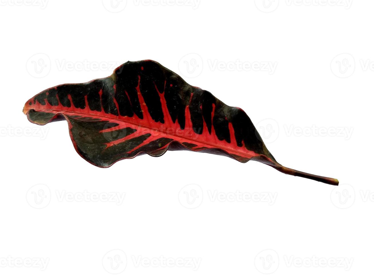 Codiaeum variegatum leaf Isolated on white background photo