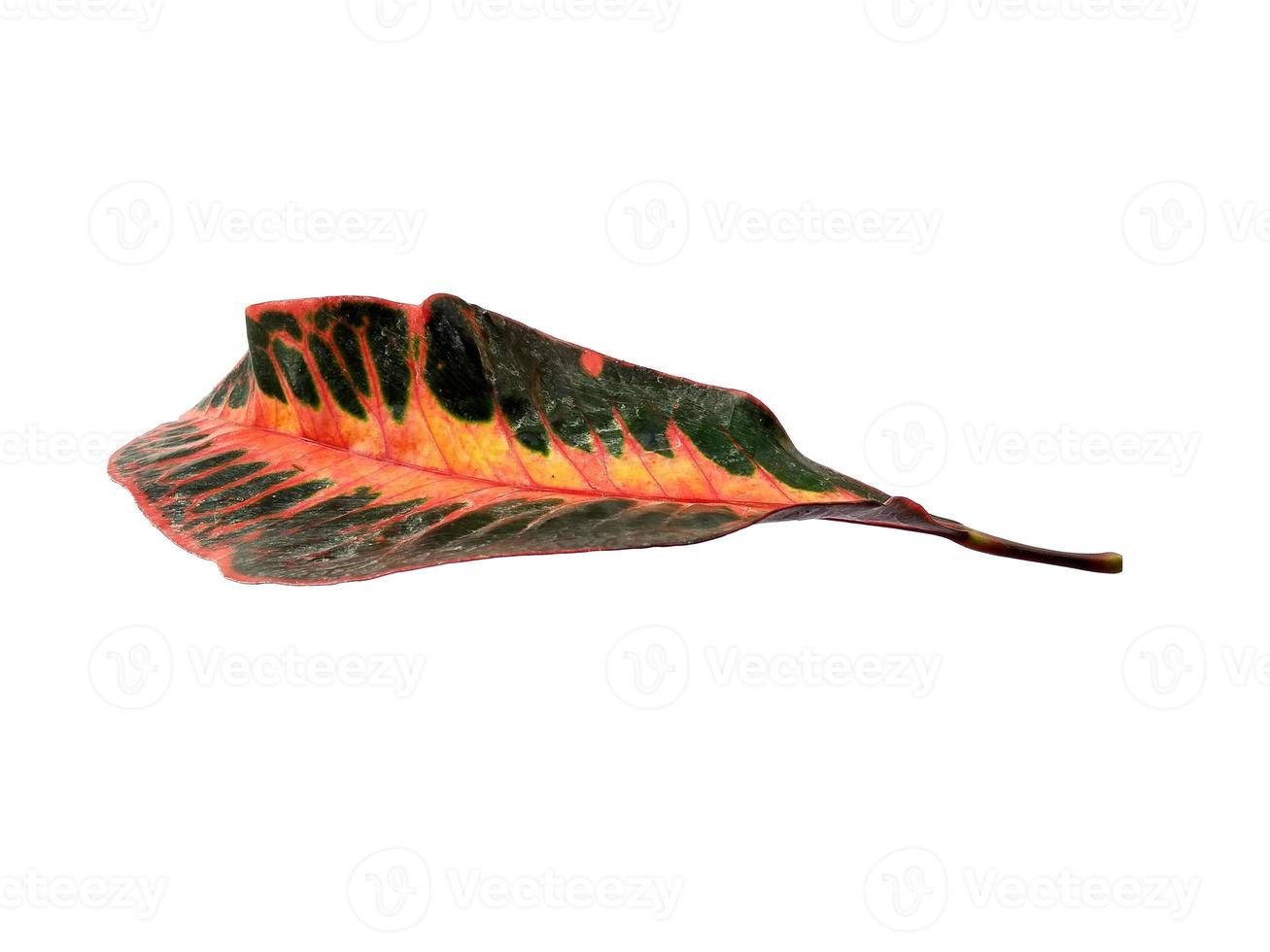 Codiaeum variegatum leaf Isolated on white background photo