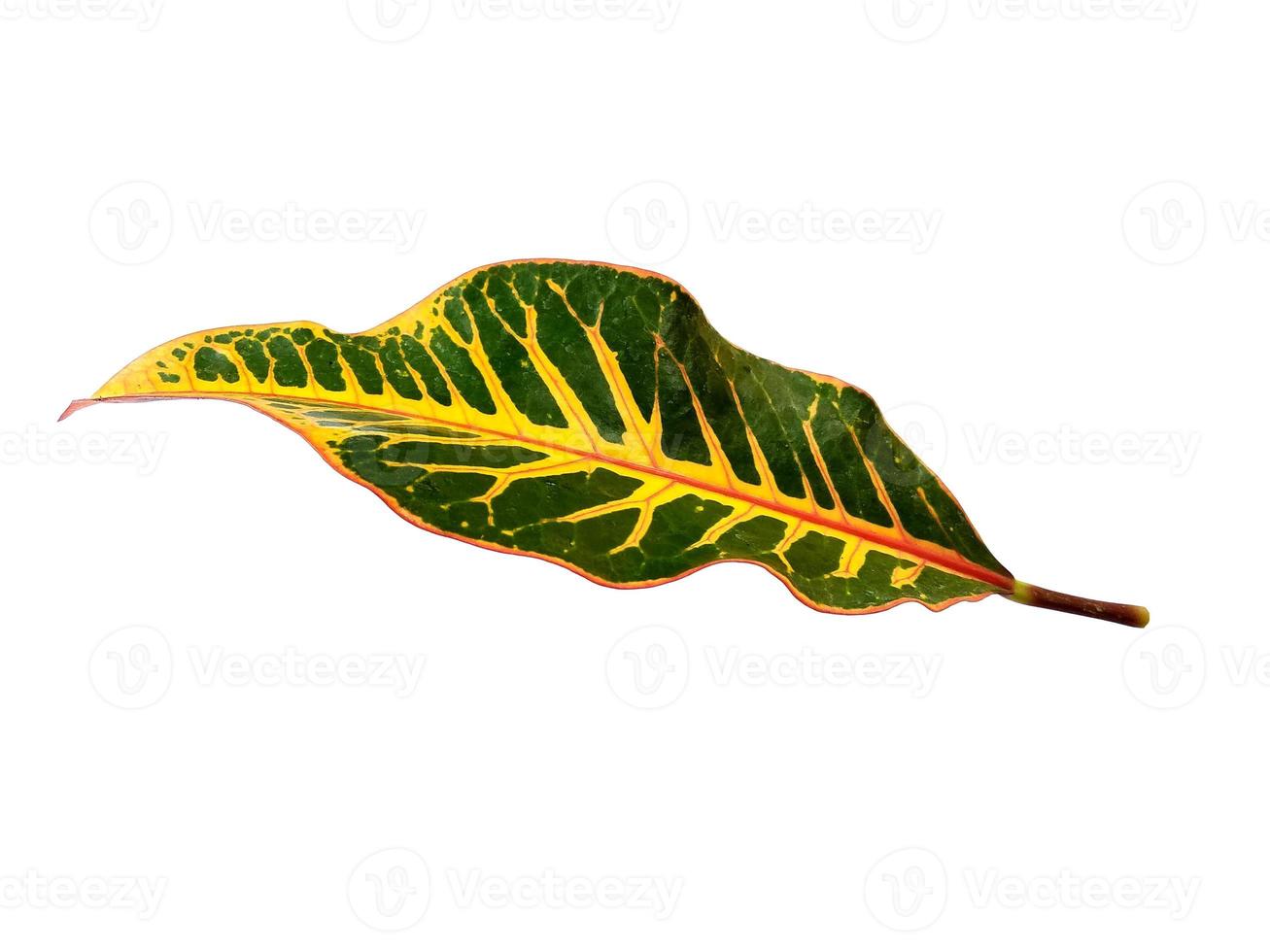 Codiaeum variegatum leaf Isolated on white background photo