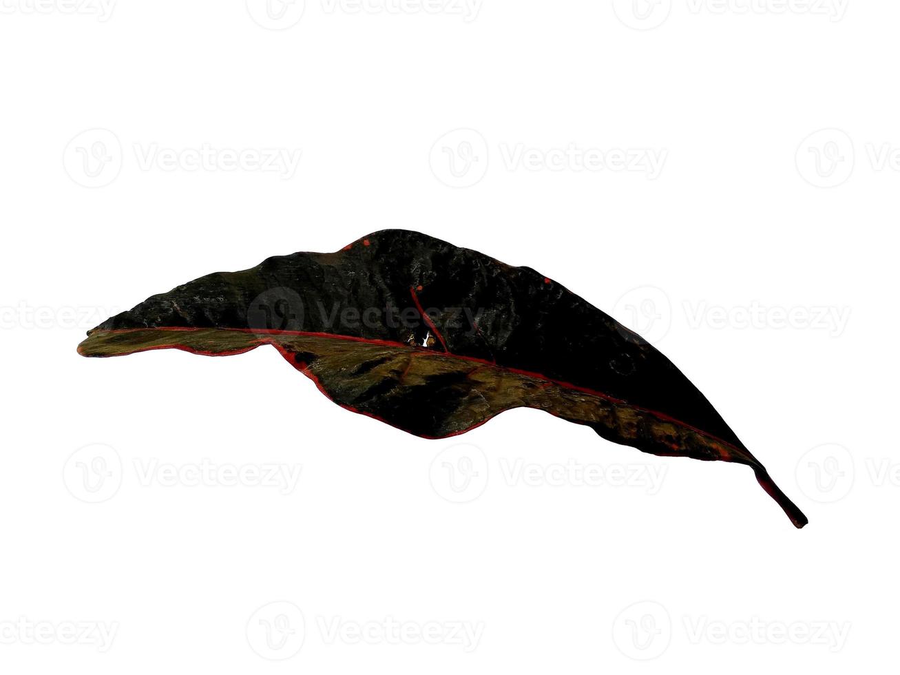 Codiaeum variegatum leaf Isolated on white background photo