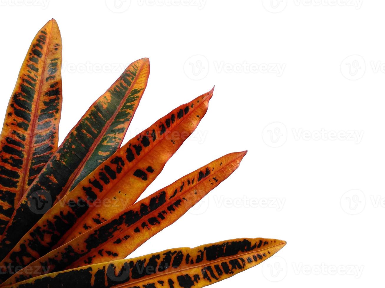 Codiaeum variegatum leaf Isolated on white background photo