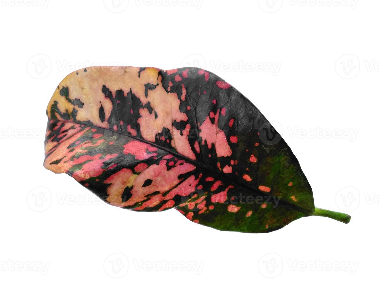 Codiaeum variegatum leaves Isolated on white background photo