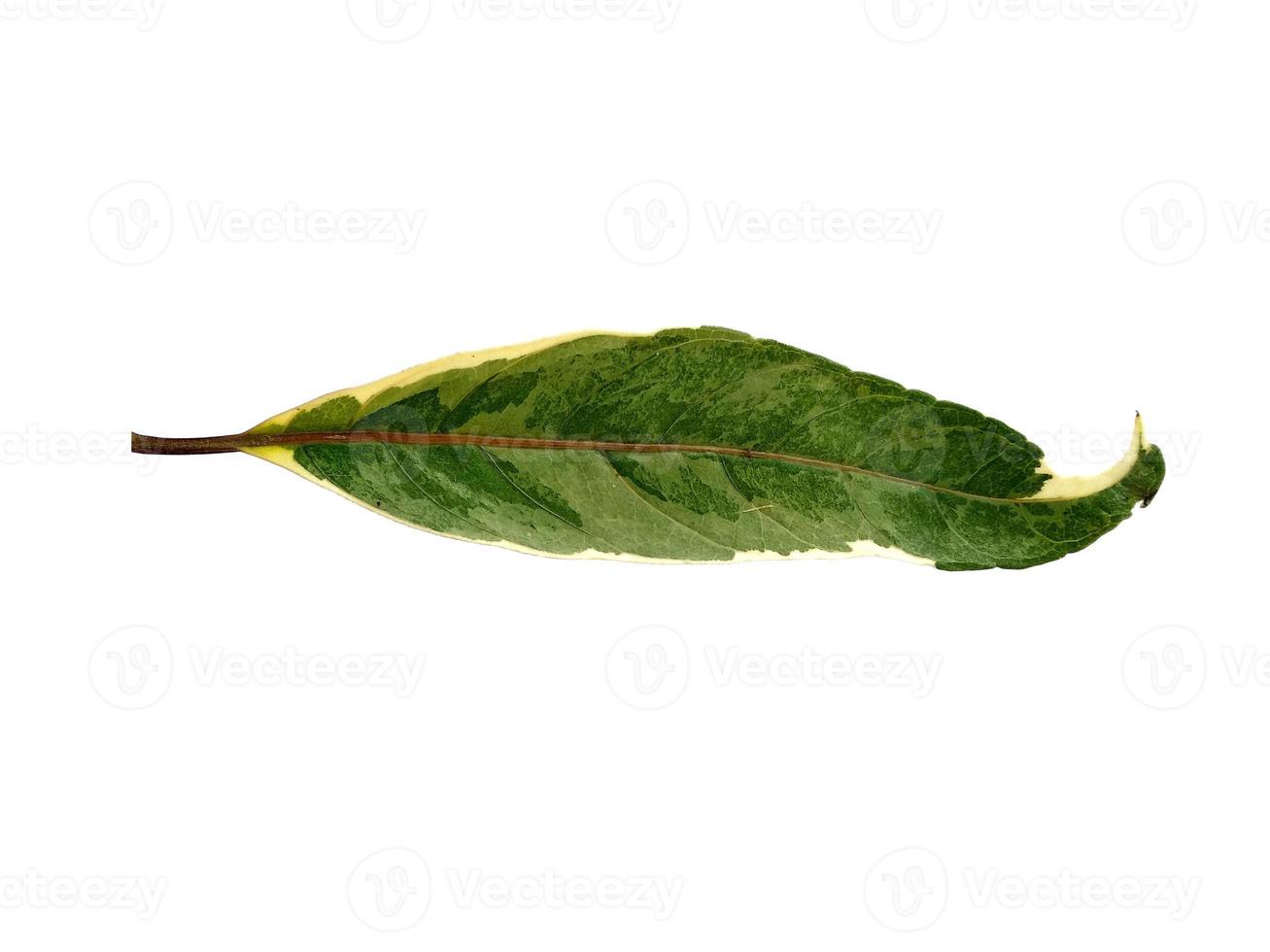 hoja verde aislada sobre fondo blanco foto