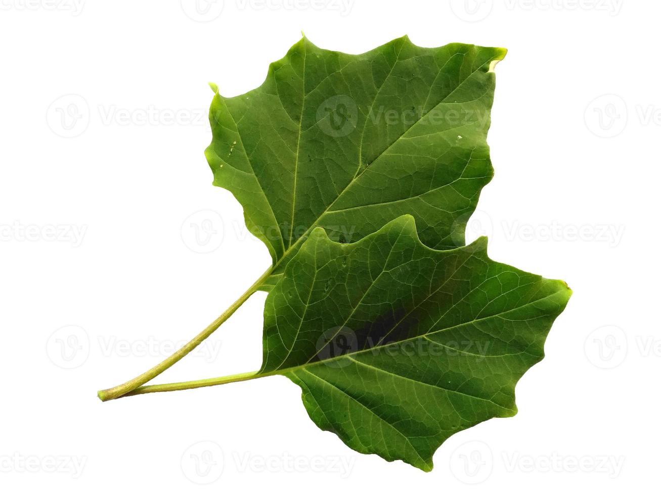 hojas de trompeta del diablo o hojas de datura metel aisladas sobre fondo blanco foto