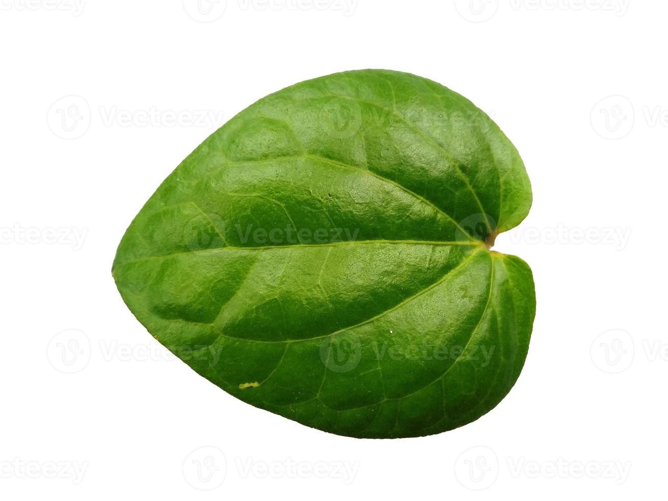 Green leaf background. Heart shaped green leaves. Green betel leaf isolated on white background photo