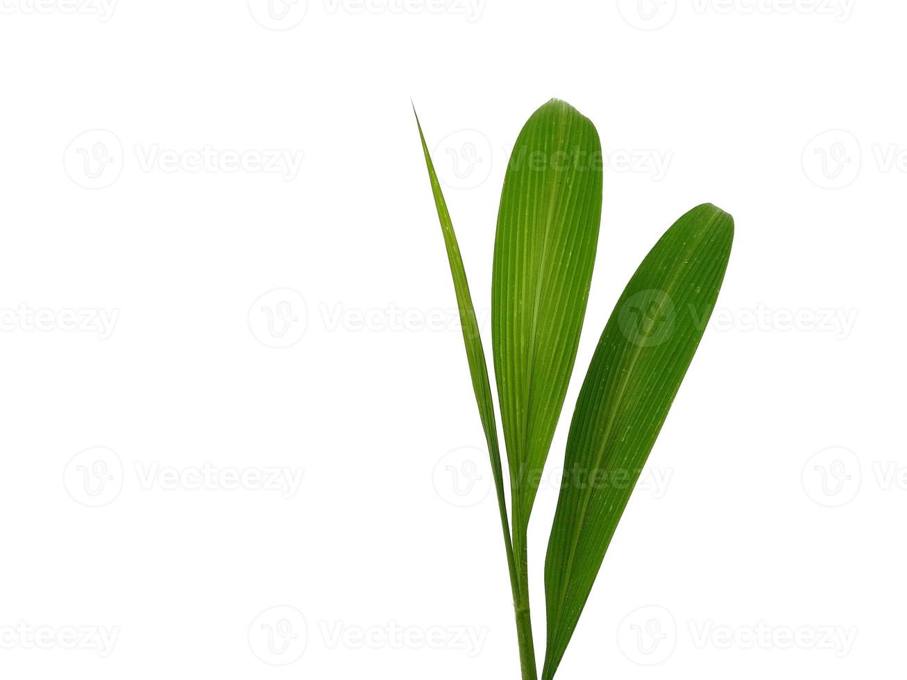 Tree on white background. Green leaves isolated on white background photo