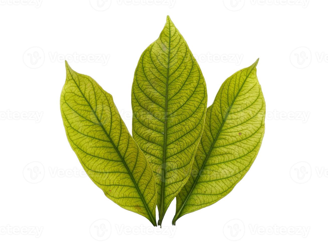 Kacapiring or Gardenia augusta or cape jasmine leaves isolated on white background photo