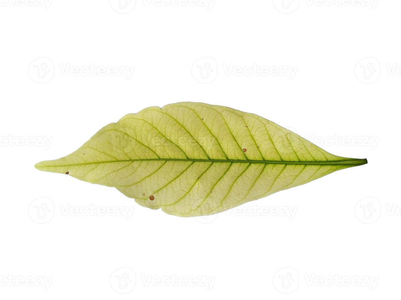 Kacapiring or Gardenia augusta or cape jasmine leaves isolated on white background photo