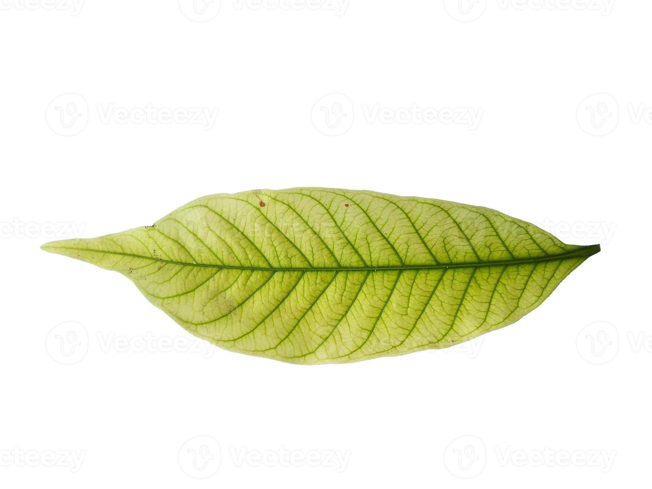 Kacapiring or Gardenia augusta or cape jasmine leaves isolated on white background photo