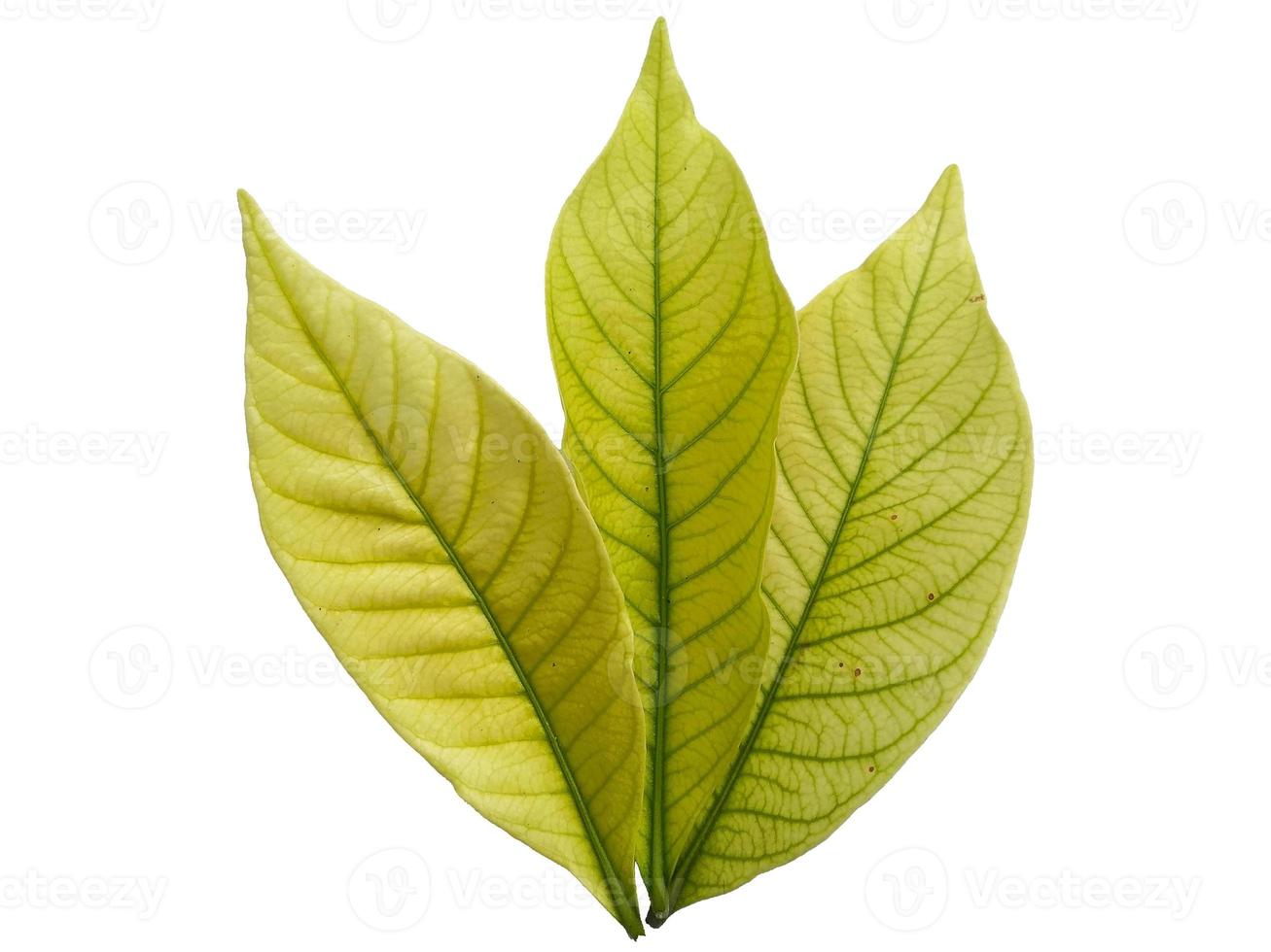 Kacapiring or Gardenia augusta or cape jasmine leaves isolated on white background photo