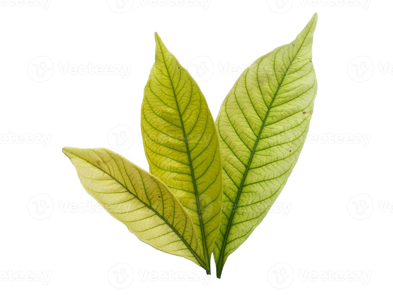 Kacapiring or Gardenia augusta or cape jasmine leaves isolated on white background photo