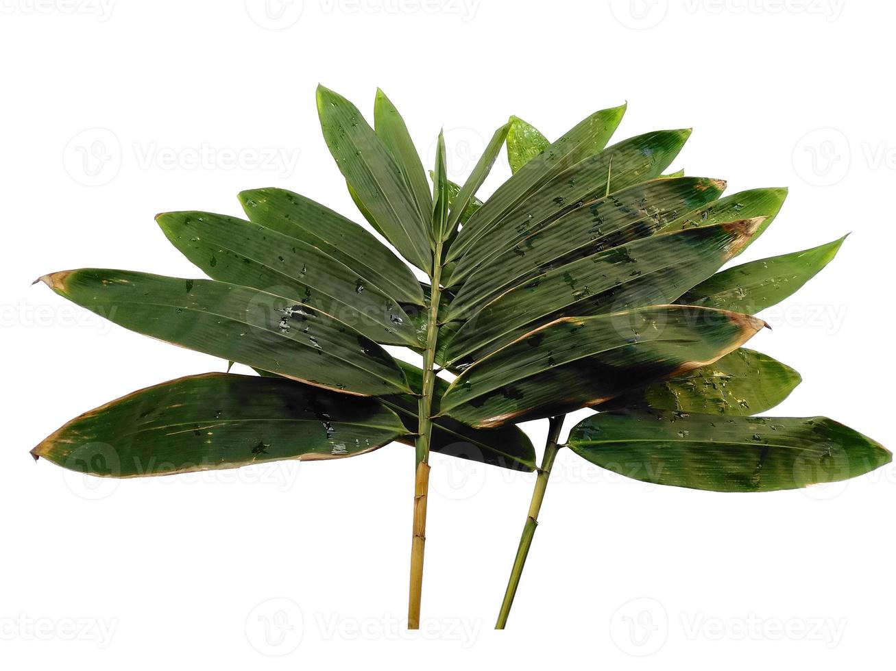 Bamboo leaves Isolated on a white background. Bamboo leaf on white background photo