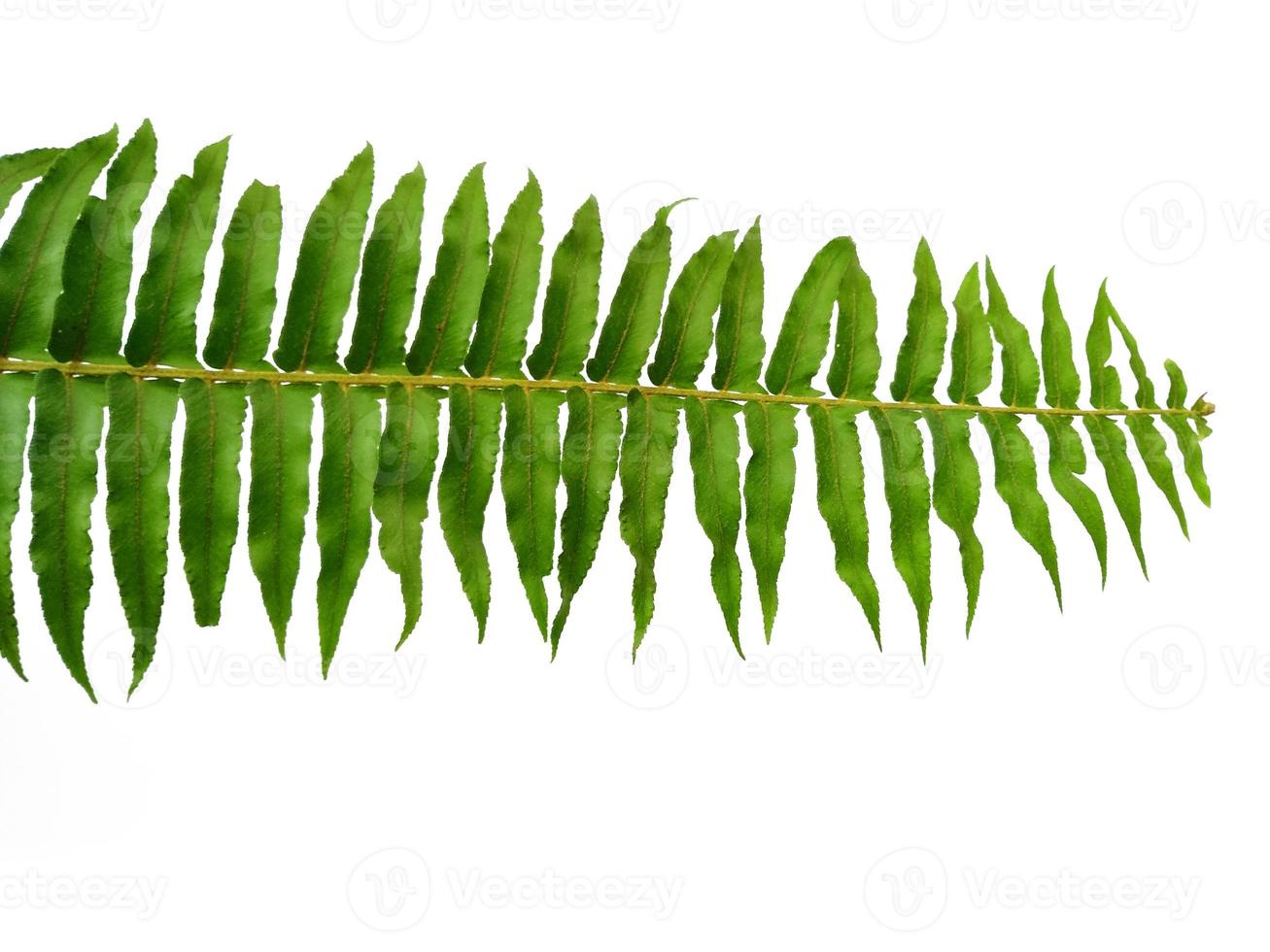 Green Polypodiophyta leaves isolated on white background. Green leaf texture photo