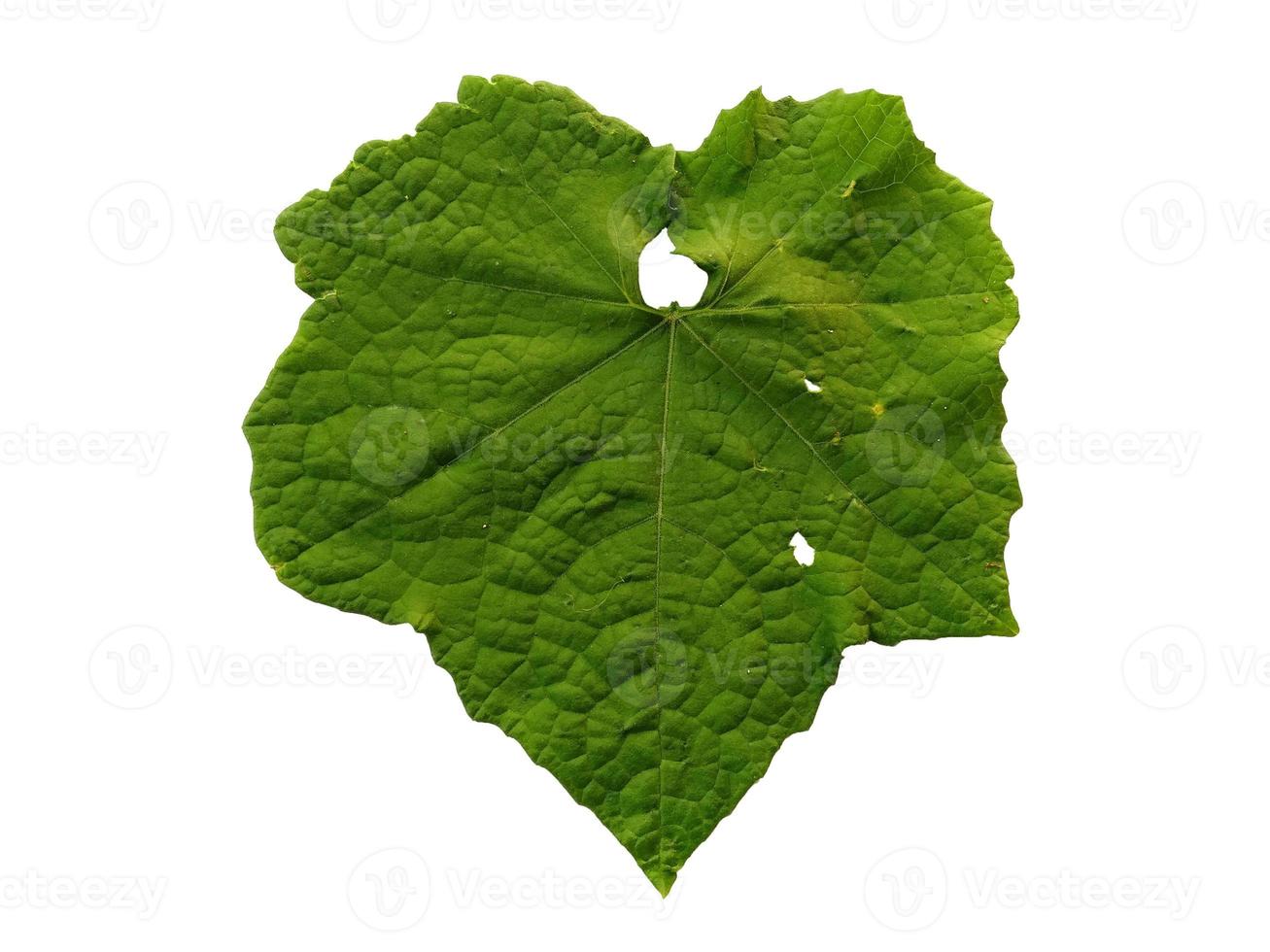 Green leaves Isolated on white background photo