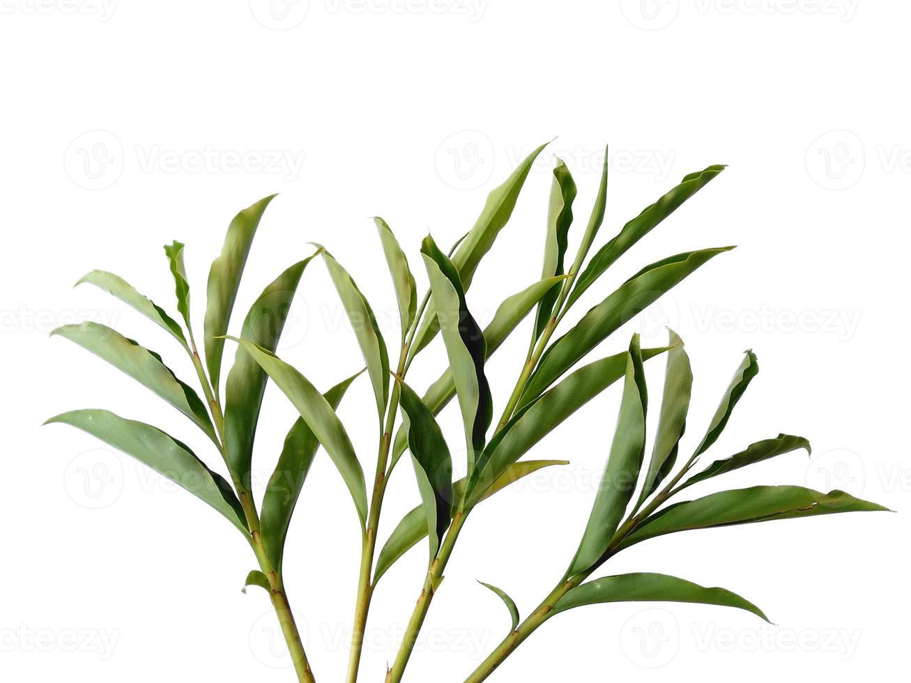 hojas verdes o árbol aislado sobre fondo blanco foto