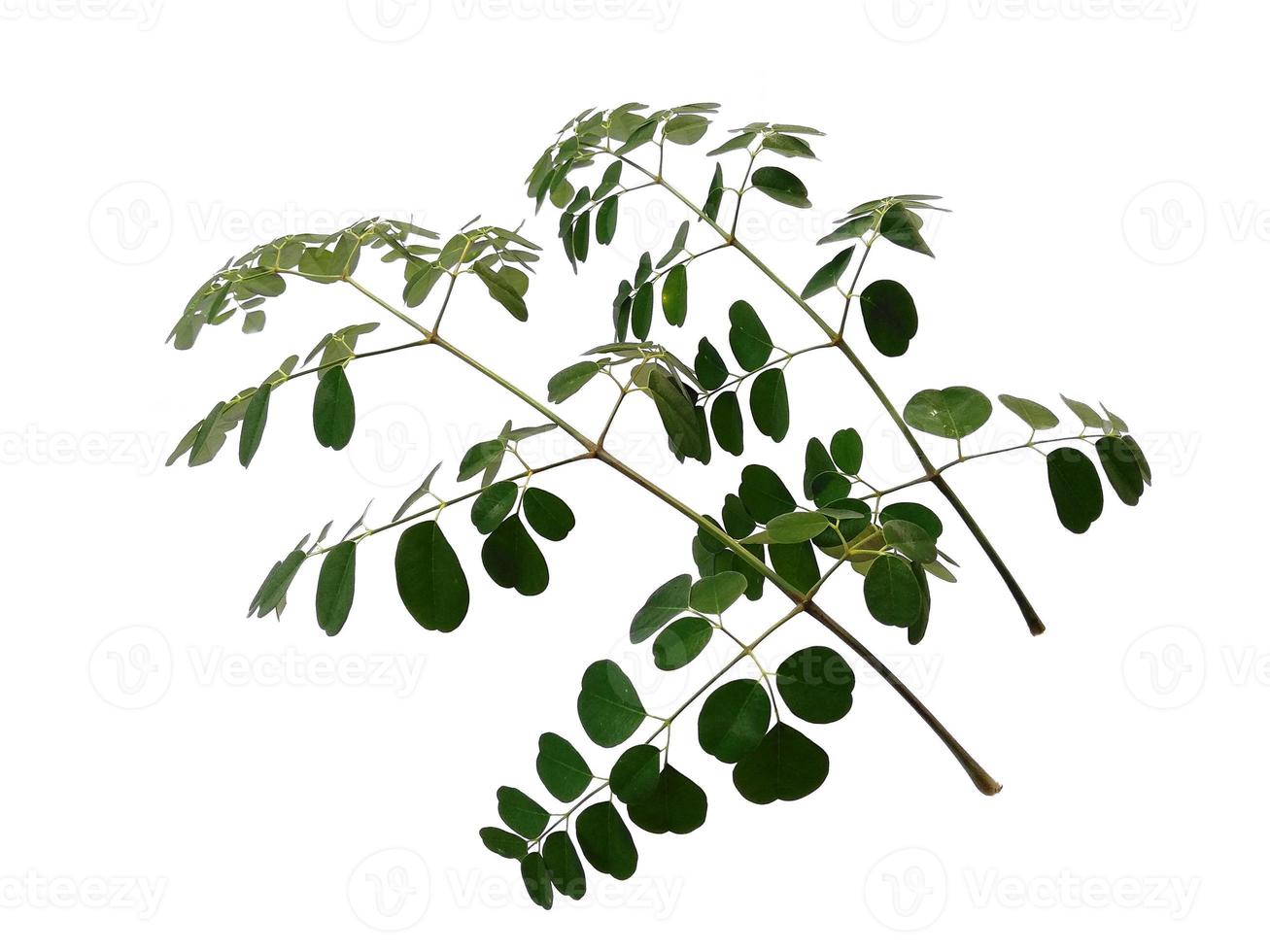 Moringa oleifera leaves or drumstick tree on white background photo