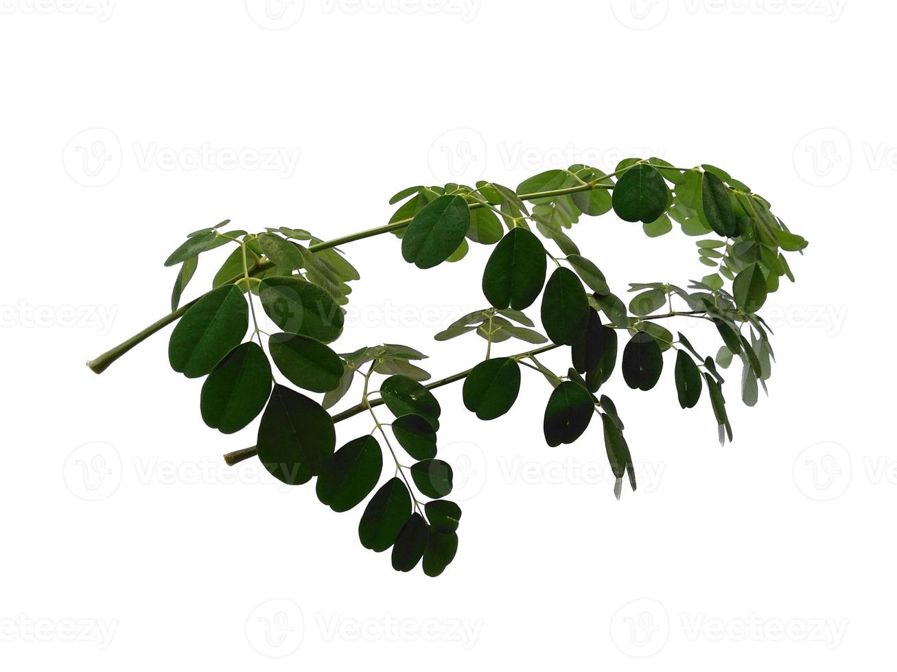 Moringa oleifera leaves or drumstick tree on white background photo