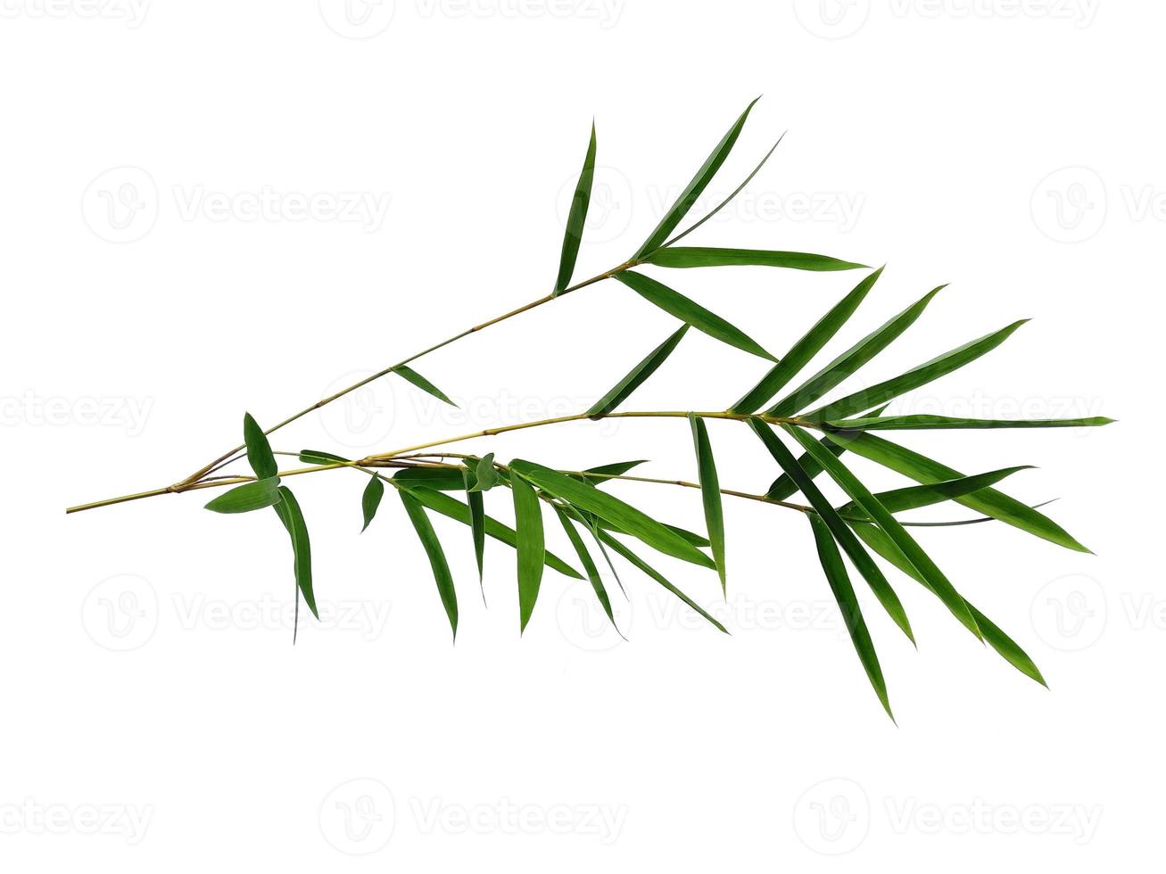 Bamboo leaves Isolated on a white background. Bamboo leaf on white background photo